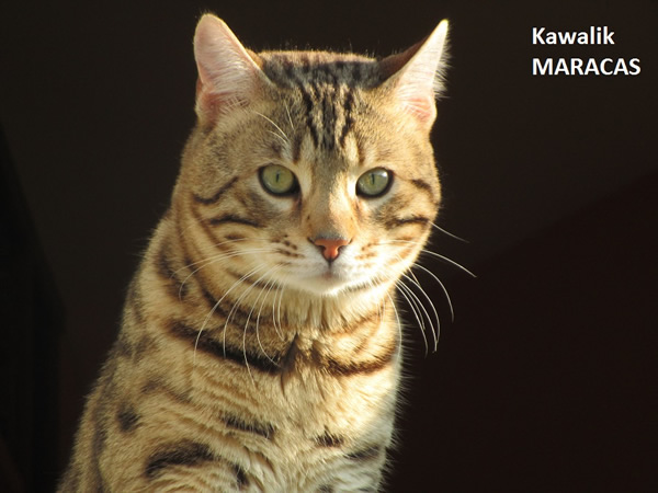 male bengal brown spotted